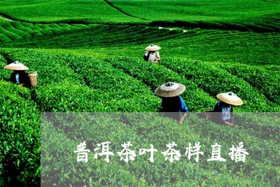 普洱茶叶茶样直播/2023040934058