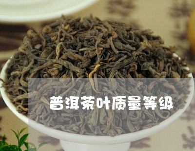 普洱茶叶质量等级/2023031815049