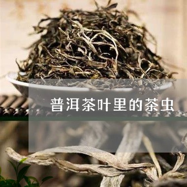 普洱茶叶里的茶虫/2023040122583