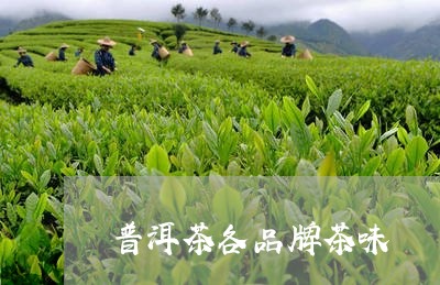 普洱茶各品牌茶味/2023031661926