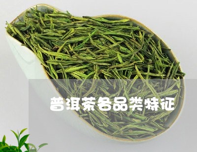 普洱茶各品类特征/2023031678371