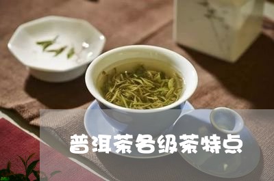 普洱茶各级茶特点/2023031716268