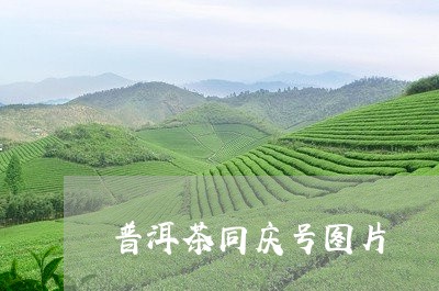 普洱茶同庆号图片/2023041225159