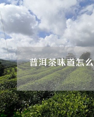 普洱茶味道怎么闻/2023040993806