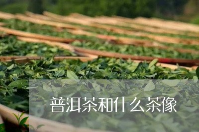 普洱茶和什么茶像/2023031639593