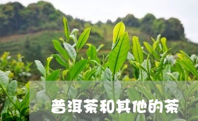 普洱茶和其他的茶/2023031622736