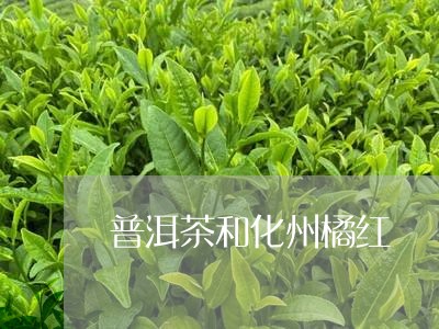 普洱茶和化州橘红/2023041028060