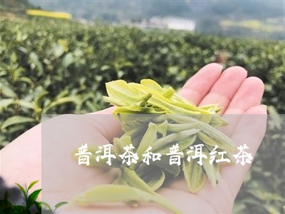 普洱茶和普洱红茶/2023031884148