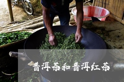 普洱茶和普洱红茶/2023041379482