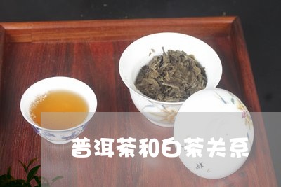 普洱茶和白茶关系/2023041093915