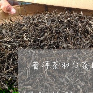 普洱茶和白茶圆饼/2023041196371