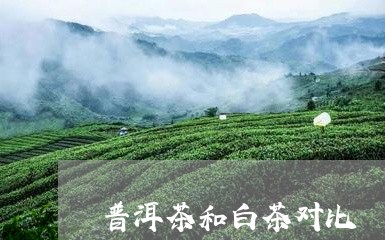 普洱茶和白茶对比/2023041345049