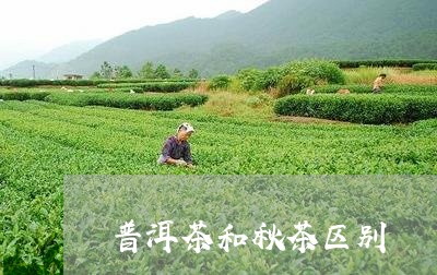 普洱茶和秋茶区别/2023031677593