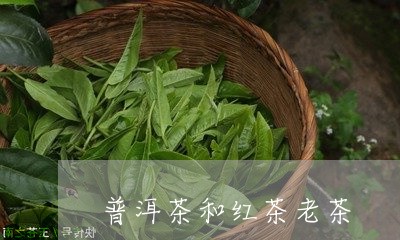 普洱茶和红茶老茶/2023041150826