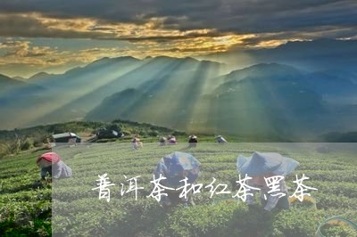 普洱茶和红茶黑茶/2023041388593