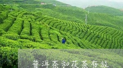 普洱茶和茯茶存放/2023031672505