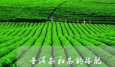 普洱茶和茶的搭配/2023041161805