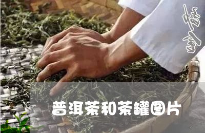 普洱茶和茶罐图片/2023041030471