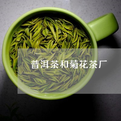 普洱茶和菊花茶厂/2023033046380