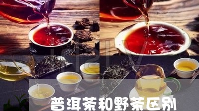 普洱茶和野茶区别/2023041162626