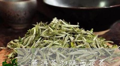 普洱茶和陕西茯茶/2023041120836