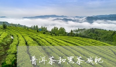 普洱茶和黑茶减肥/2023041166059