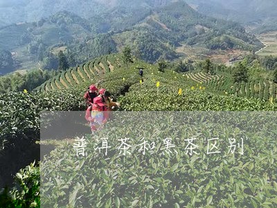 普洱茶和黑茶区别/2023031878272