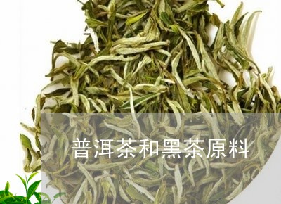 普洱茶和黑茶原料/2023031692048