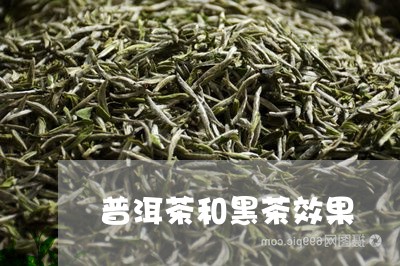 普洱茶和黑茶效果/2023041198260