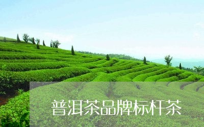 普洱茶品牌标杆茶/2023041246047