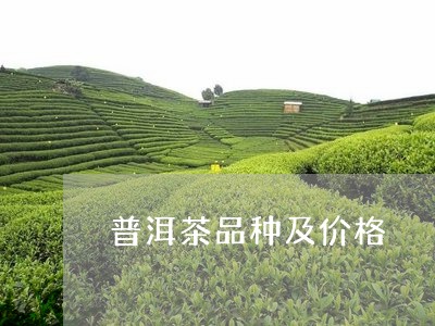 普洱茶品种及价格/2023041385048