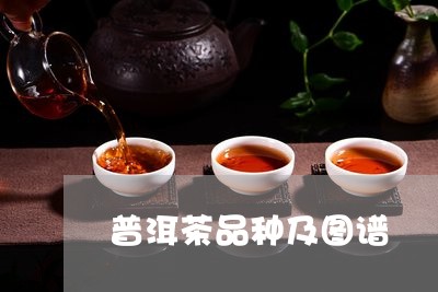 普洱茶品种及图谱/2023041085047