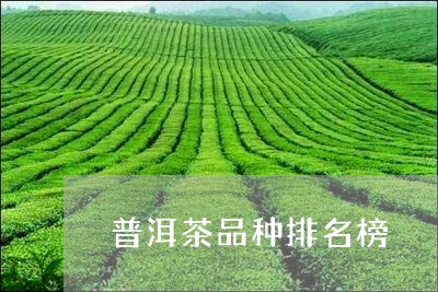 普洱茶品种排名榜/2023041383126