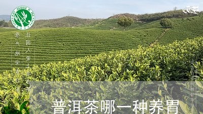 普洱茶哪一种养胃/2023033035259