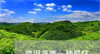 普洱茶哪一种最好/2023031844939