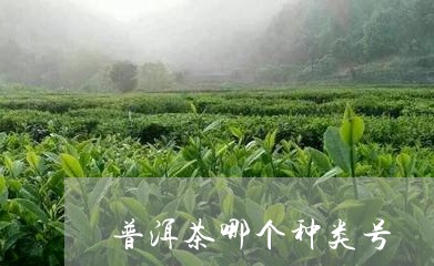 普洱茶哪个种类号/2023041015049