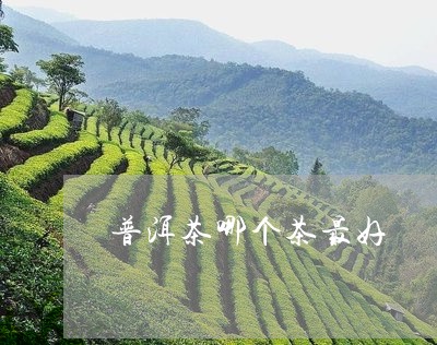 普洱茶哪个茶最好/2023041232927