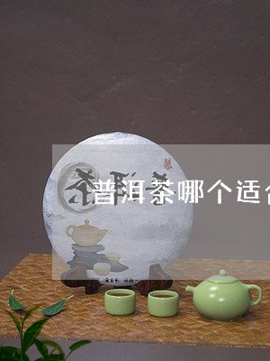 普洱茶哪个适合泡/2023041184926