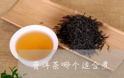 普洱茶哪个适合煮/2023040993715