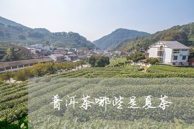 普洱茶哪些是夏茶/2023031662716