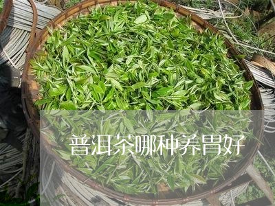 普洱茶哪种养胃好/2023041335157