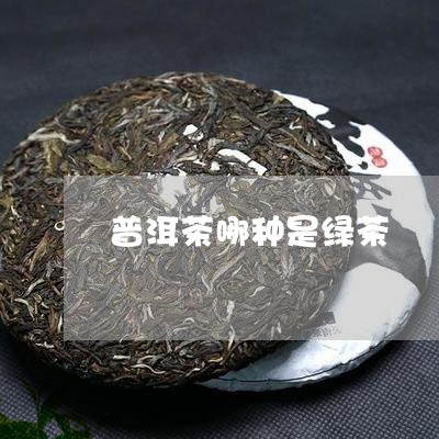 普洱茶哪种是绿茶/2023040905036