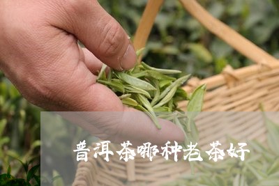 普洱茶哪种老茶好/2023041101425