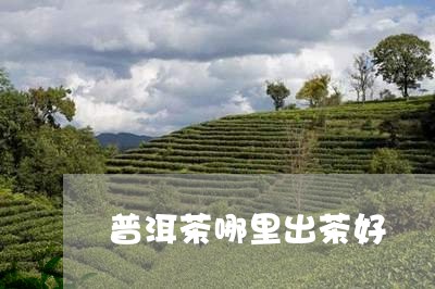 普洱茶哪里出茶好/2023041188370