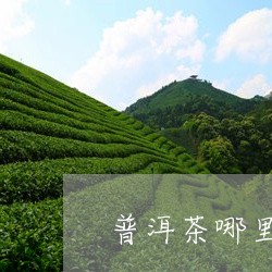 普洱茶哪里能种树/2023031880692