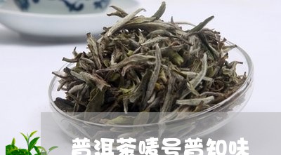 普洱茶唛号普知味/2023033129582