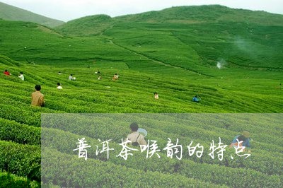 普洱茶喉韵的特点/2023040100474