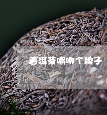 普洱茶喝哪个牌子/2023041052713