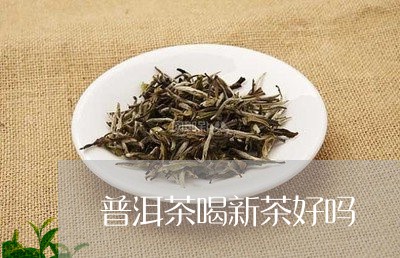 普洱茶喝新茶好吗/2023041088274