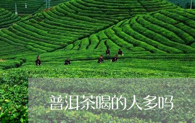 普洱茶喝的人多吗/2023041339672